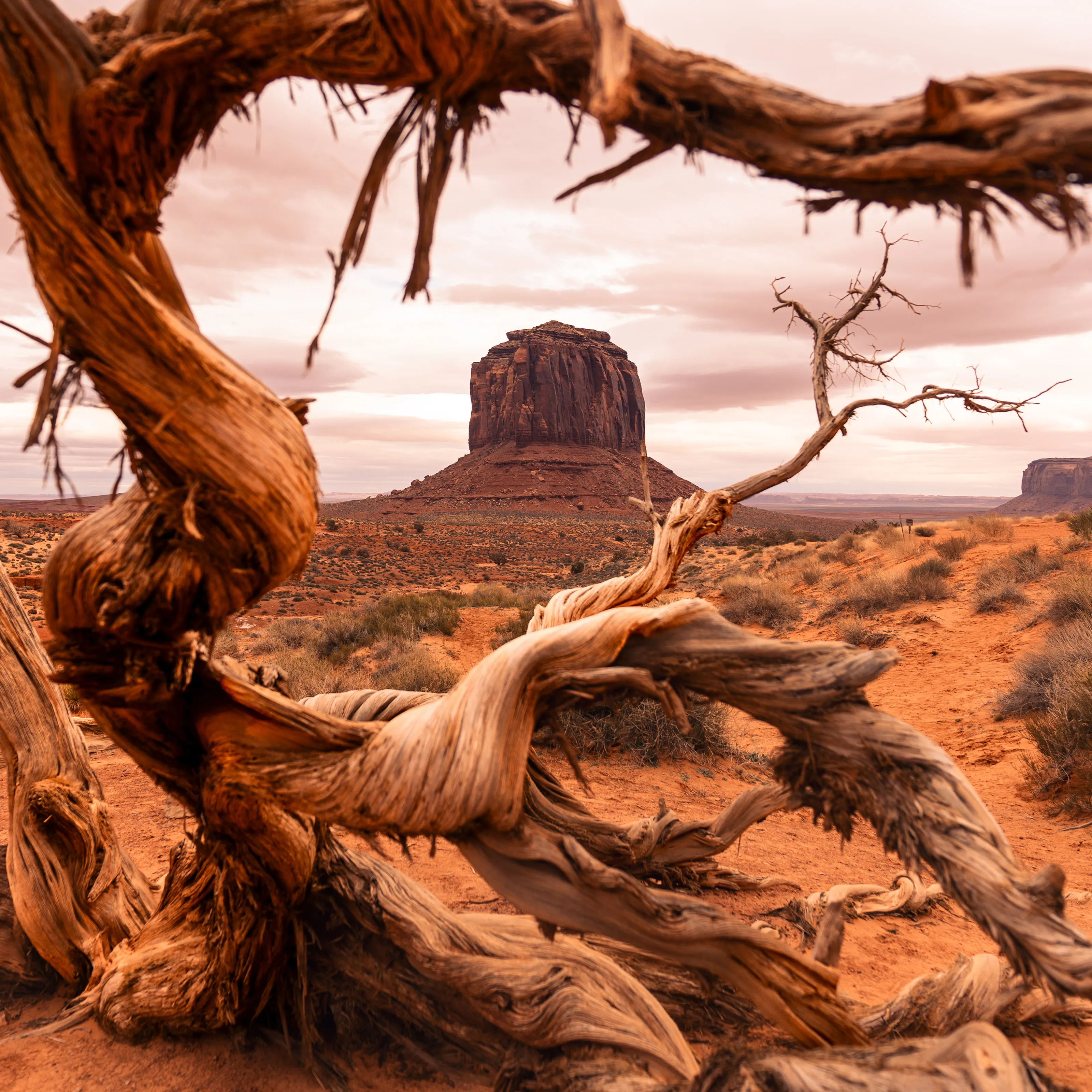 A twisted, sun-bleached juniper frames a red butte in the distance.