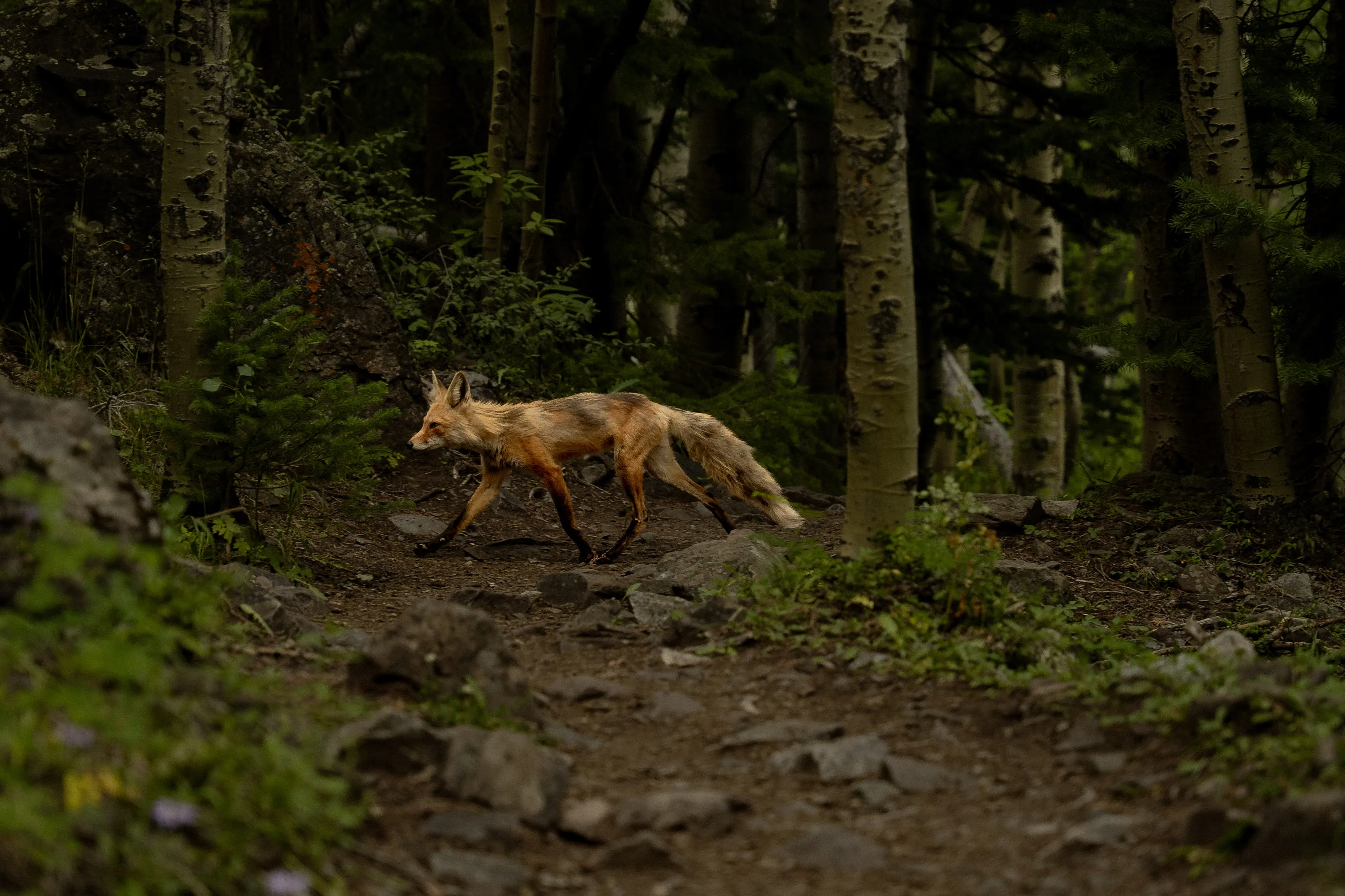 A red fox trots along a forest trail at dusk.